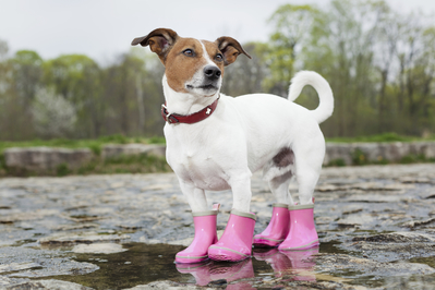 A cute puppy wearing boots.